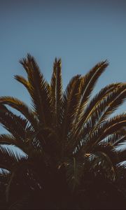 Preview wallpaper palm tree, branches, leaves, tree, sky