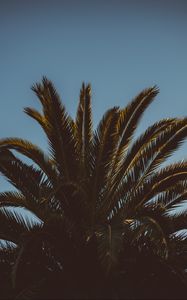 Preview wallpaper palm tree, branches, leaves, tree, sky