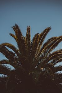 Preview wallpaper palm tree, branches, leaves, tree, sky