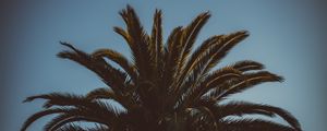 Preview wallpaper palm tree, branches, leaves, tree, sky