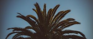 Preview wallpaper palm tree, branches, leaves, tree, sky