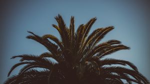 Preview wallpaper palm tree, branches, leaves, tree, sky