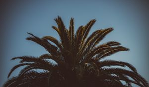 Preview wallpaper palm tree, branches, leaves, tree, sky