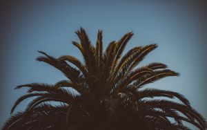 Preview wallpaper palm tree, branches, leaves, tree, sky