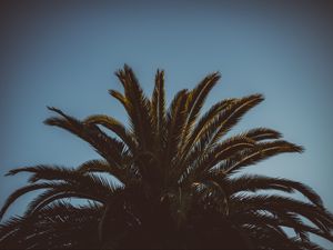 Preview wallpaper palm tree, branches, leaves, tree, sky