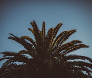 Preview wallpaper palm tree, branches, leaves, tree, sky