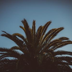 Preview wallpaper palm tree, branches, leaves, tree, sky