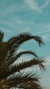 Preview wallpaper palm tree, branches, leaves, tropics, sky