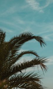 Preview wallpaper palm tree, branches, leaves, tropics, sky