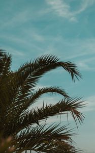 Preview wallpaper palm tree, branches, leaves, tropics, sky