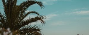 Preview wallpaper palm tree, branches, leaves, tropics, sky