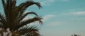 Preview wallpaper palm tree, branches, leaves, tropics, sky