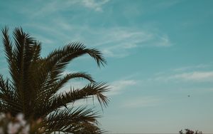 Preview wallpaper palm tree, branches, leaves, tropics, sky