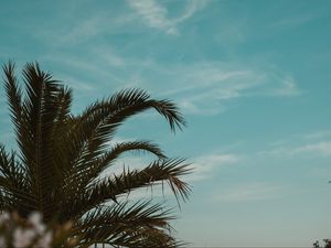 Preview wallpaper palm tree, branches, leaves, tropics, sky