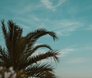 Preview wallpaper palm tree, branches, leaves, tropics, sky