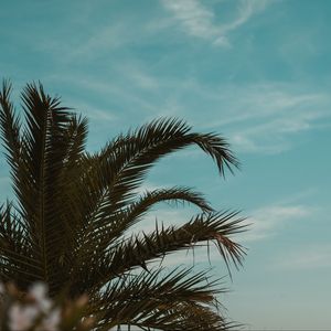 Preview wallpaper palm tree, branches, leaves, tropics, sky