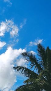 Preview wallpaper palm tree, branches, leaves, clouds, green, sky