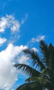 Preview wallpaper palm tree, branches, leaves, clouds, green, sky