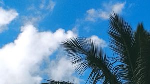 Preview wallpaper palm tree, branches, leaves, clouds, green, sky