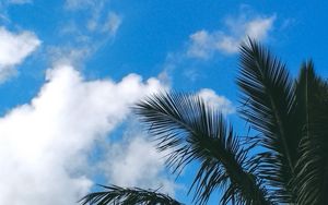 Preview wallpaper palm tree, branches, leaves, clouds, green, sky