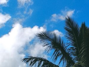 Preview wallpaper palm tree, branches, leaves, clouds, green, sky