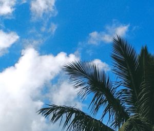 Preview wallpaper palm tree, branches, leaves, clouds, green, sky