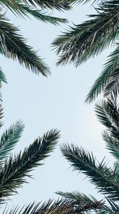 Preview wallpaper palm tree, branches, leaves, sky, bottom view