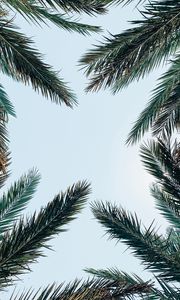 Preview wallpaper palm tree, branches, leaves, sky, bottom view