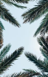 Preview wallpaper palm tree, branches, leaves, sky, bottom view