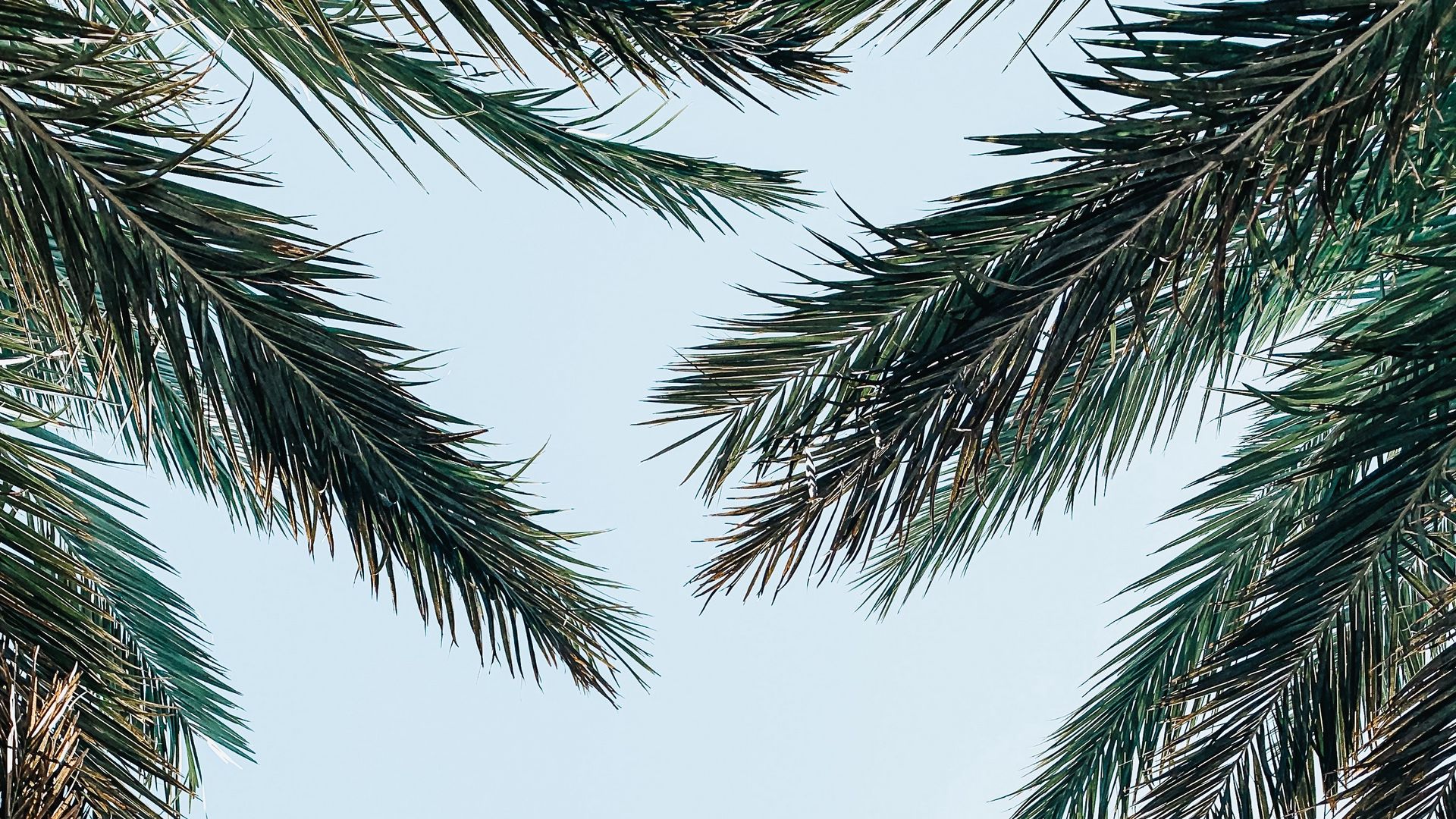 Download wallpaper 1920x1080 palm tree, branches, leaves, sky, bottom ...