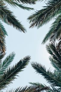 Preview wallpaper palm tree, branches, leaves, sky, bottom view