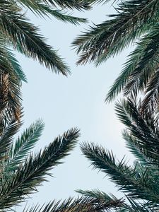 Preview wallpaper palm tree, branches, leaves, sky, bottom view