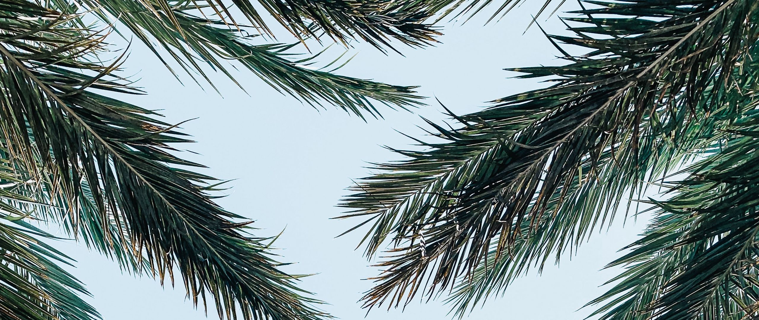 Download wallpaper 2560x1080 palm tree, branches, leaves, sky, bottom