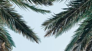 Preview wallpaper palm tree, branches, leaves, sky, bottom view