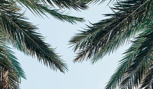 Preview wallpaper palm tree, branches, leaves, sky, bottom view