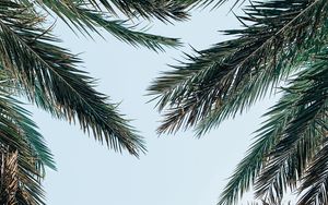 Preview wallpaper palm tree, branches, leaves, sky, bottom view