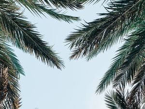 Preview wallpaper palm tree, branches, leaves, sky, bottom view