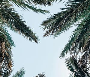 Preview wallpaper palm tree, branches, leaves, sky, bottom view