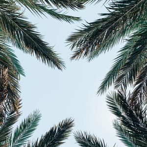 Preview wallpaper palm tree, branches, leaves, sky, bottom view