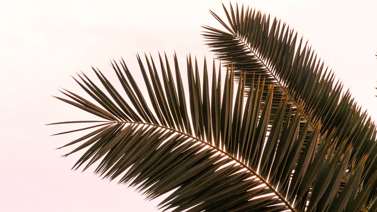 Wallpaper palm tree, branches, leaves, plant, sky hd, picture, image