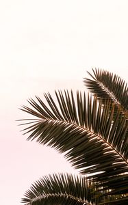 Preview wallpaper palm tree, branches, leaves, plant, sky