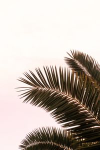 Preview wallpaper palm tree, branches, leaves, plant, sky