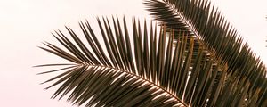 Preview wallpaper palm tree, branches, leaves, plant, sky