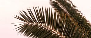 Preview wallpaper palm tree, branches, leaves, plant, sky