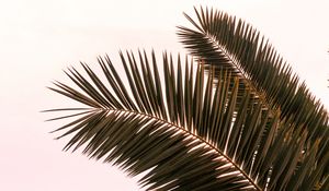 Preview wallpaper palm tree, branches, leaves, plant, sky