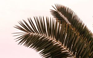 Preview wallpaper palm tree, branches, leaves, plant, sky