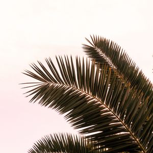 Preview wallpaper palm tree, branches, leaves, plant, sky