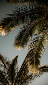 Preview wallpaper palm tree, branches, leaves