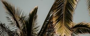 Preview wallpaper palm tree, branches, leaves