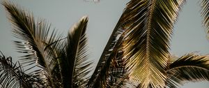 Preview wallpaper palm tree, branches, leaves